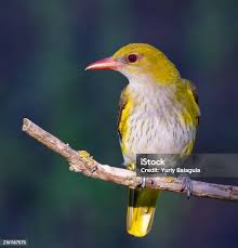 Attēlu rezultāti vaicājumam “Oriolus oriolus”