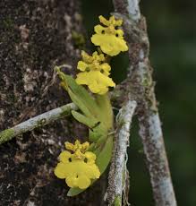 Attēlu rezultāti vaicājumam “Heyderia pusilla”