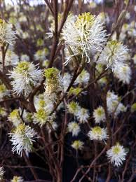Attēlu rezultāti vaicājumam “Fothergilla major”