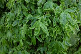 Attēlu rezultāti vaicājumam “Laburnum alpinum leaf”