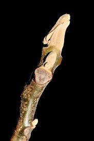 Attēlu rezultāti vaicājumam “Juglans cinerea flower”