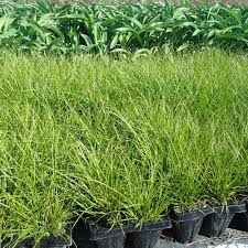 Attēlu rezultāti vaicājumam “Carex x bakkeriana”