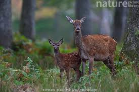 Attēlu rezultāti vaicājumam “Cervus elaphus”