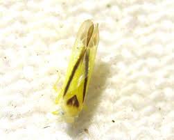 Attēlu rezultāti vaicājumam “Edwardsiana geometrica”