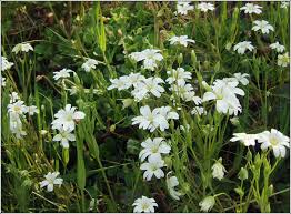 Attēlu rezultāti vaicājumam “Stellaria holostea”