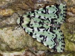 Attēlu rezultāti vaicājumam “Moma alpium”