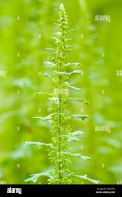 Image result for Chenopodium botrys