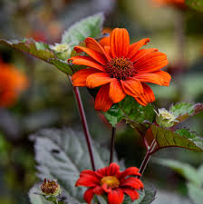 Image result for Heliopsis scabra