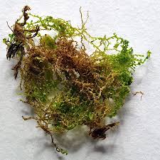 Attēlu rezultāti vaicājumam “Cephaloziella hampeana”