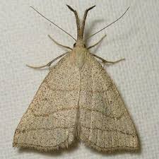 Attēlu rezultāti vaicājumam “Polypogon tentacularius”