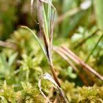 Attēlu rezultāti vaicājumam “Carex chordorrhiza leaf”