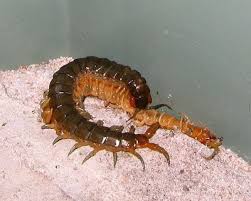 Attēlu rezultāti vaicājumam “Chilopoda”