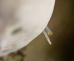 Attēlu rezultāti vaicājumam “Oligonema affine macro”