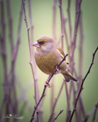 Attēlu rezultāti vaicājumam “Chloris chloris”