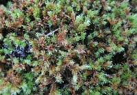 Attēlu rezultāti vaicājumam “Aulacomnium palustre”