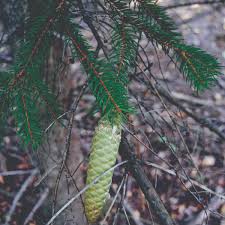 Attēlu rezultāti vaicājumam “Picea abies”