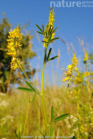 Attēlu rezultāti vaicājumam “Melilotus officinalis flower”