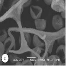 Attēlu rezultāti vaicājumam “Physarum murinum stalked”