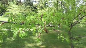 Attēlu rezultāti vaicājumam “Quercus robur fo. pectinata”