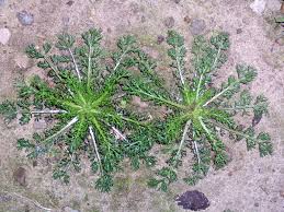 Attēlu rezultāti vaicājumam “Matricaria discoidea leaf”