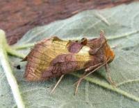 Attēlu rezultāti vaicājumam “Diachrysia tutti”