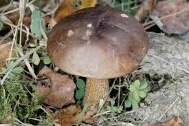 Attēlu rezultāti vaicājumam “Leccinum melaneum”