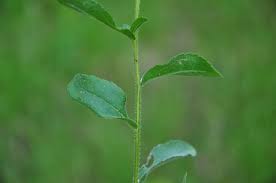 Attēlu rezultāti vaicājumam “Rudbeckia hirta var. hirta leaf”