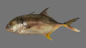 Image result for Caranx hippos