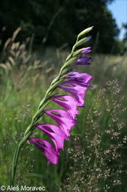 Attēlu rezultāti vaicājumam “Gladiolus imbricatus flower”