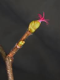 Attēlu rezultāti vaicājumam “Corylus avellana female flower”