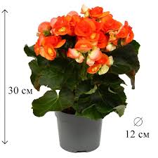 Image result for Бегония Элатиор 12х22 4601887072423