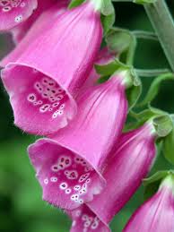 Image result for Digitalis purpurea