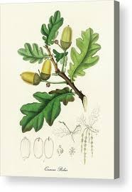 Attēlu rezultāti vaicājumam “Quercus robur”