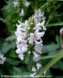 Attēlu rezultāti vaicājumam “Stachys officinalis bud”
