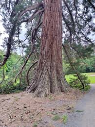 Image result for Mammutbaum