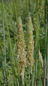 Attēlu rezultāti vaicājumam “Alopecurus pratensis”