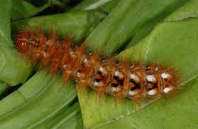 Attēlu rezultāti vaicājumam “Acronicta rumicis larva”