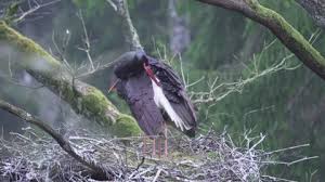 Attēlu rezultāti vaicājumam “Ciconia nigra nest”