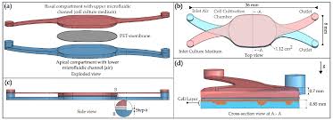 Image result for Maidstone Aces Mcc