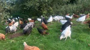 Image result for Bollington & Royal Oak Angling Society