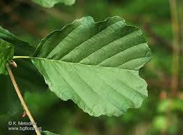 Attēlu rezultāti vaicājumam “Alnus glutinosa leaf”