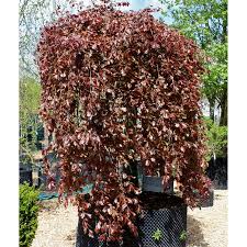 Attēlu rezultāti vaicājumam “Fagus sylvatica fo. purpurea flower”