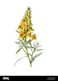 Image result for Linaria vulgaris