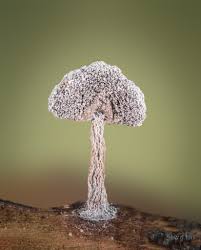 Attēlu rezultāti vaicājumam “Physarum compressum”