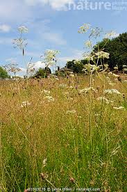 Image result for Pimpinella saxifraga
