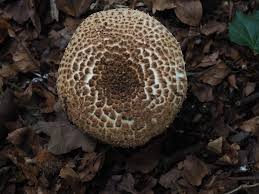 Attēlu rezultāti vaicājumam “Enerthenema papillatum young”