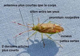 Attēlu rezultāti vaicājumam “Pantilius tunicatus imago”