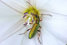 Attēlu rezultāti vaicājumam “Chrysanthia viridissima”