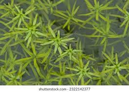 Attēlu rezultāti vaicājumam “Callitriche cophocarpa leaf”