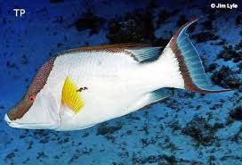 Image result for Lachnolaimus maximus